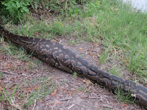 Southern African Python