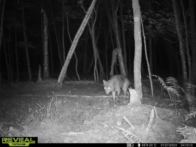 Gray Wolf in July 2023 by Shayna Vendela. Putting a deer pic up too for ...