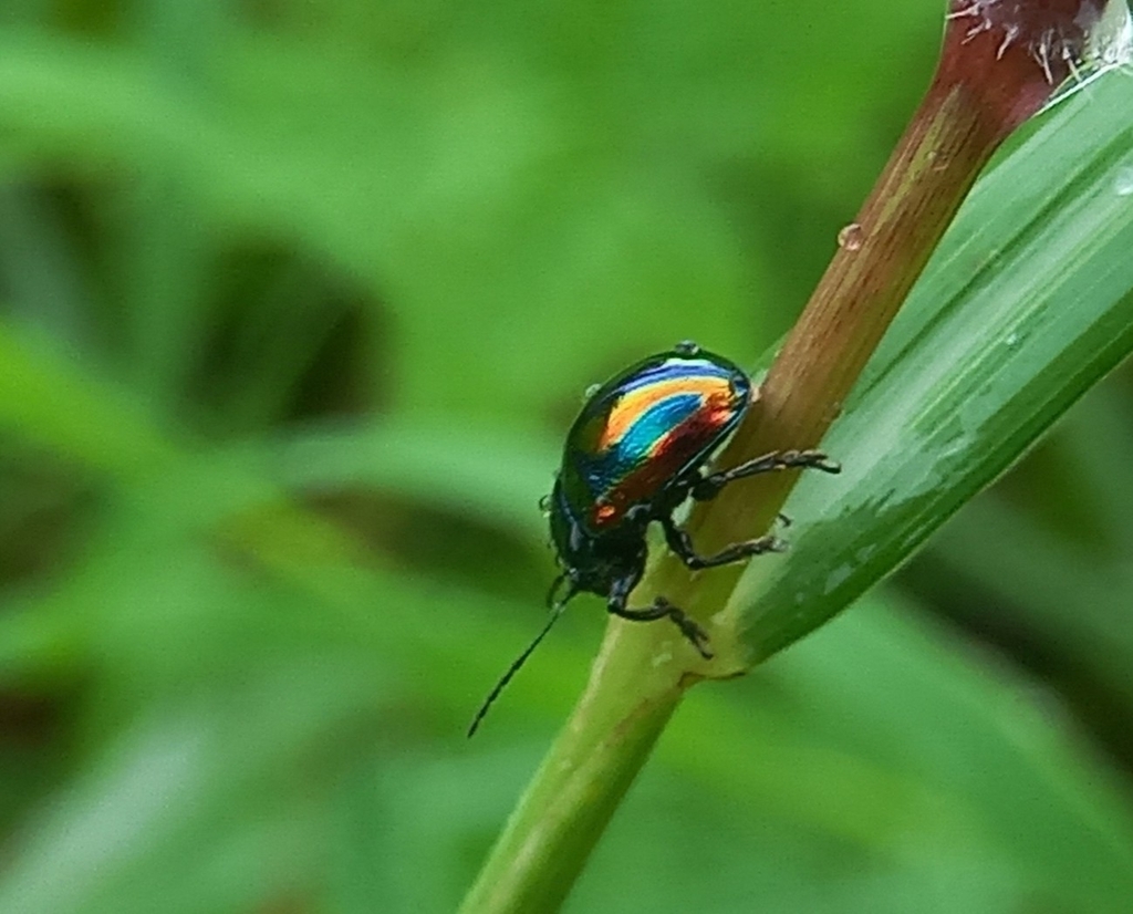 Colasposoma ornatum from Mumbai Veterinary College, Goregaon on July 25, 2023 at 0212 PM by