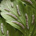 雙蓋蕨屬 - Photo 由 naturalistchu 所上傳的 (c) naturalistchu，保留所有權利