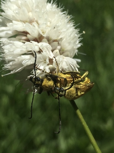 iNaturalist observation photo of Yellow Velvet Beetle