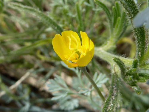 Eschscholzia minutiflora ssp. minutiflora