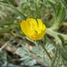 Eschscholzia minutiflora minutiflora - Photo 由 Jim Roberts 所上傳的 (c) Jim Roberts，保留所有權利
