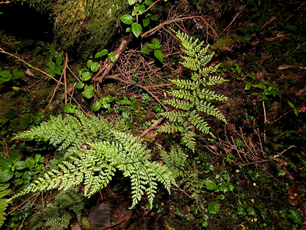 Athyrium cryptogrammoides (Athyrium cryptogrammoides)