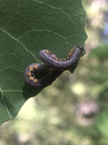 iNaturalist observation photo of Euura