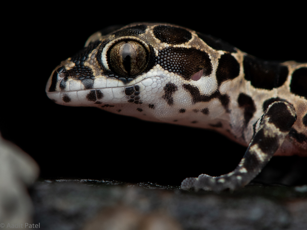 Giri's Geckoella from Dungri, Gujarat 396375, India on July 24, 2023 at ...