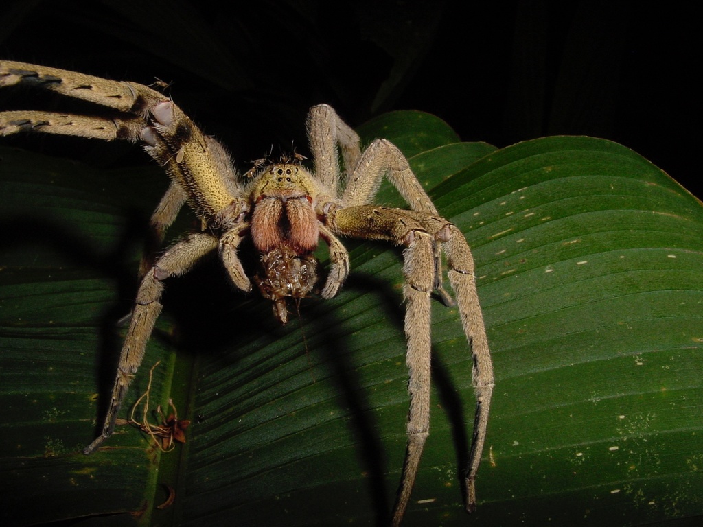 Phoneutria depilata from Tortuguero on April 2, 2004 at 08:42 PM by ...