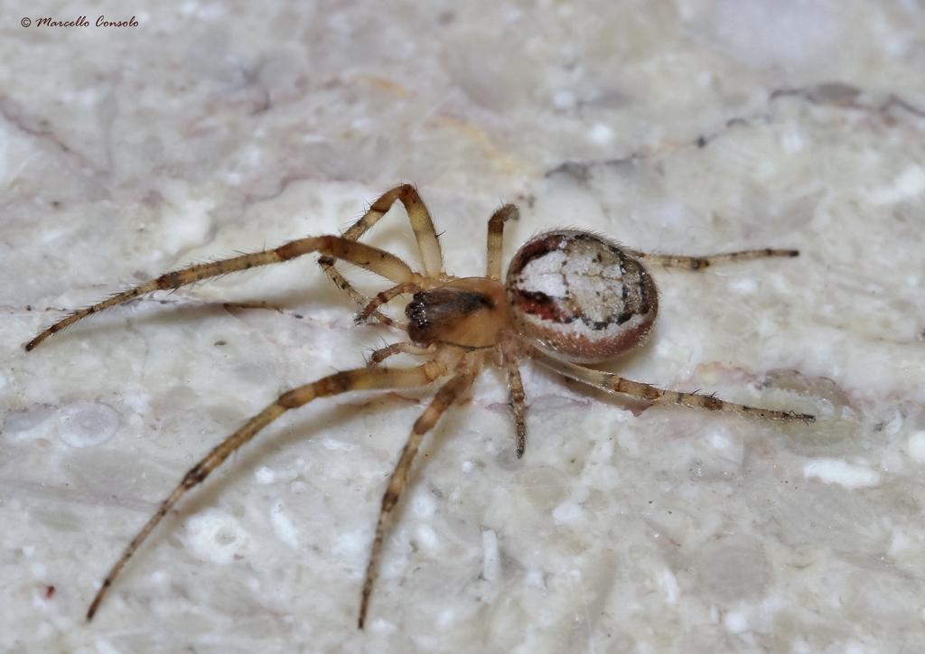 Spider Species, Humboldt County