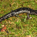 Salamandra de Tellico - Photo (c) Matthew L. Niemiller, todos los derechos reservados, subido por Matthew L. Niemiller