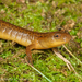 Salamandra de Junaluska - Photo (c) Matthew L. Niemiller, todos los derechos reservados, subido por Matthew L. Niemiller