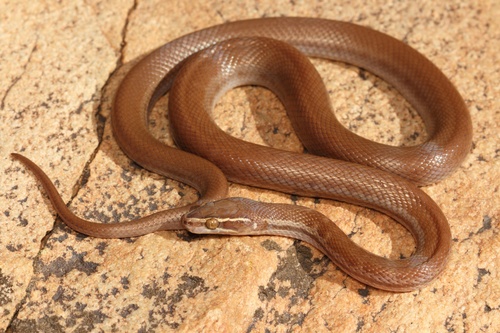 Cape House Snake
