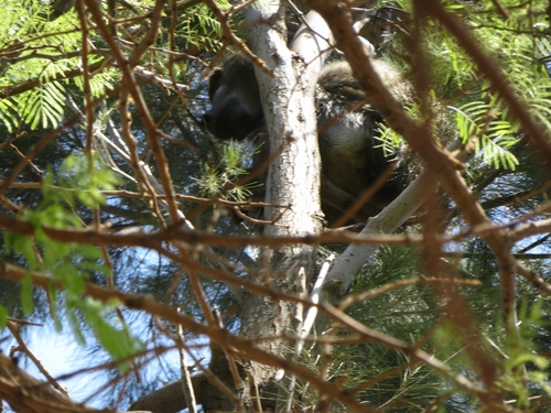 Grayfoot Chacma Baboon