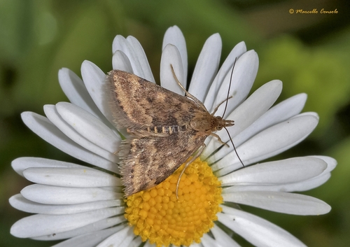 Straw-barred Pearl