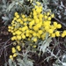 Cootamundra Wattle - Photo (c) Ashton Huge, all rights reserved