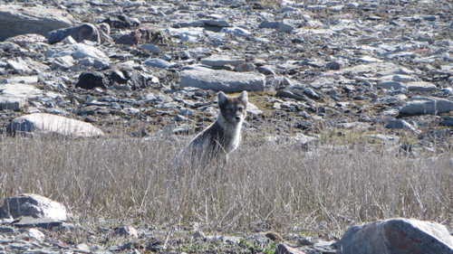 Arctic Fox
