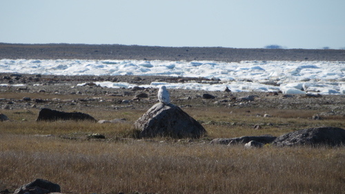 Snowy Owl