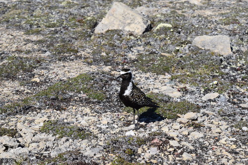 American Golden-Plover