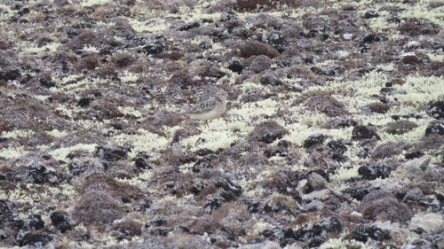 Buff-breasted Sandpiper