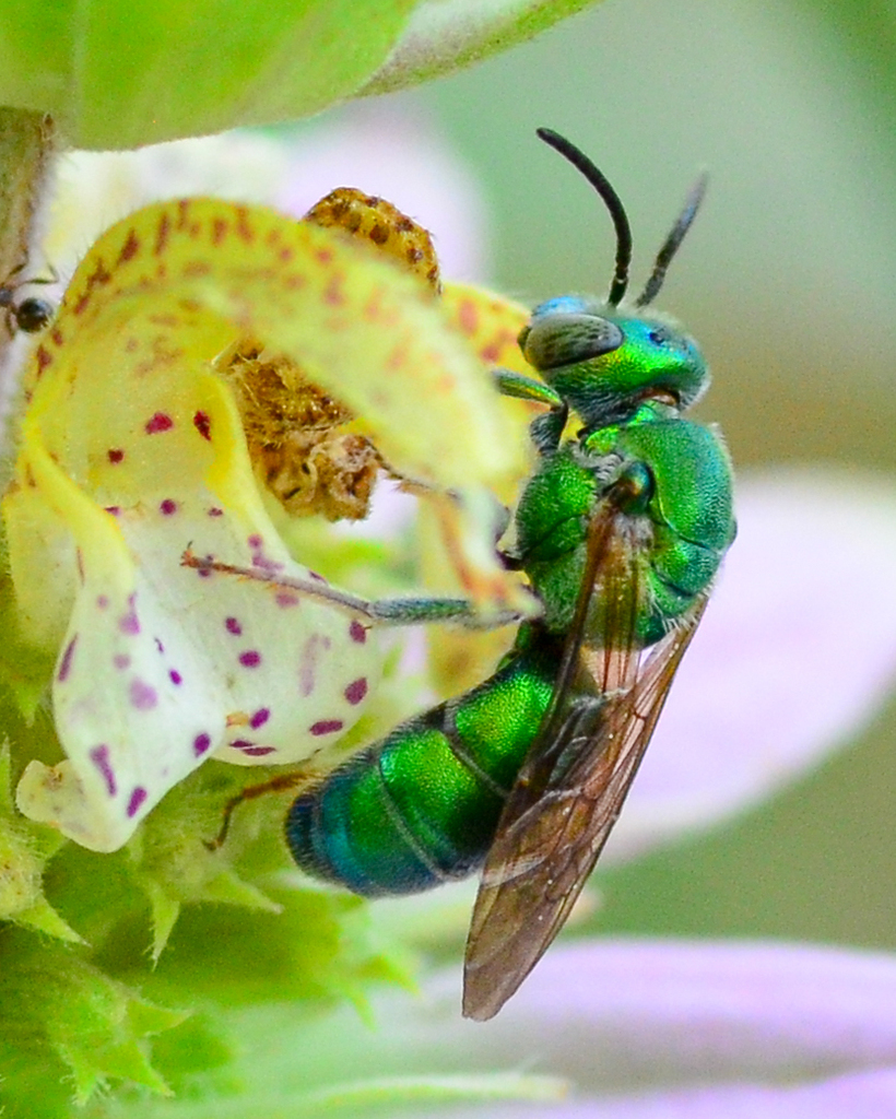 Abejas verde metálico (género Augochloropsis) · ArgentiNat