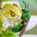 Augochloropsis - Photo (c) amoorehouse, all rights reserved, uploaded by amoorehouse