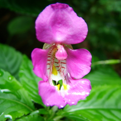 Impatiens bisaccata