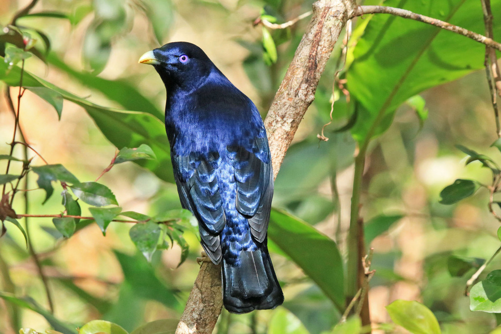 Satin Bowerbird (Ptilonorhynchus violaceus) photo
