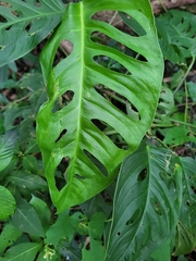 Monstera adansonii image