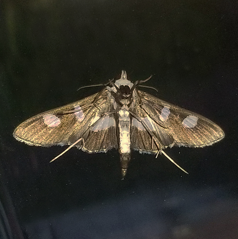 Grape Leaffolder Moth from Fentress County, TN, USA on July 27, 2023 at ...