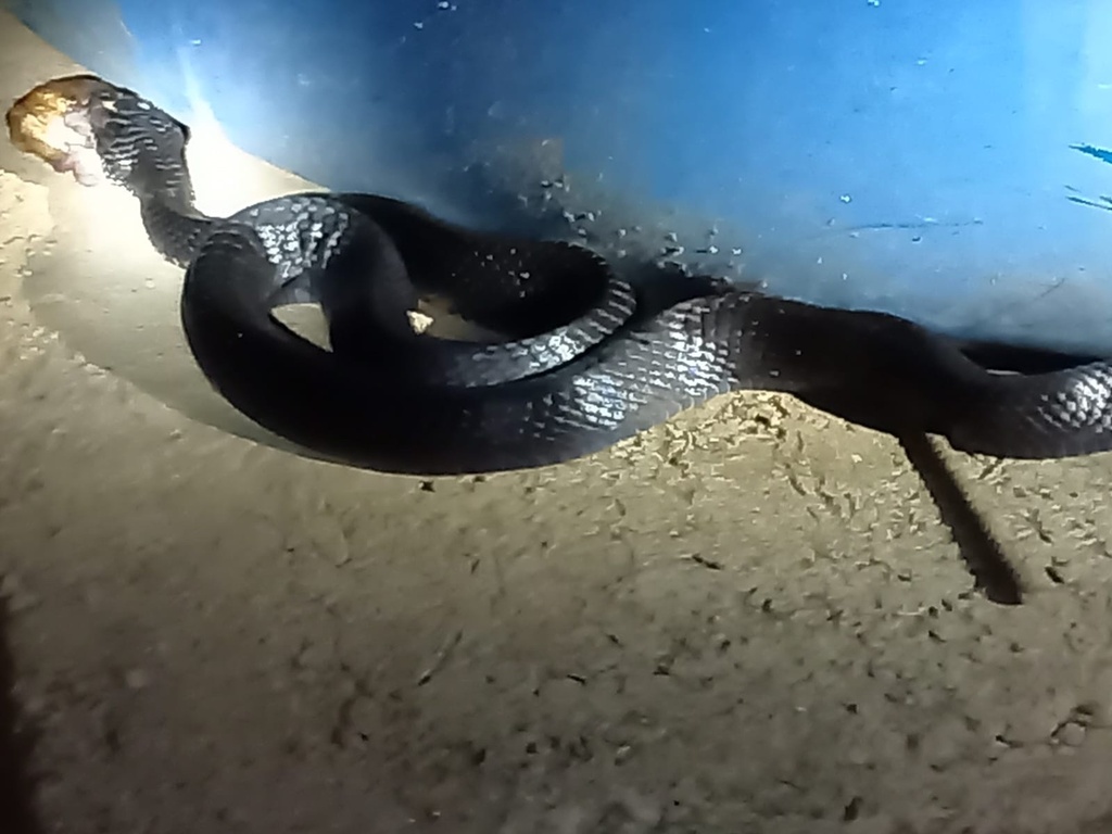 Central American Indigo Snake From Rosario SIN MX On July 18 2023 At   Large 