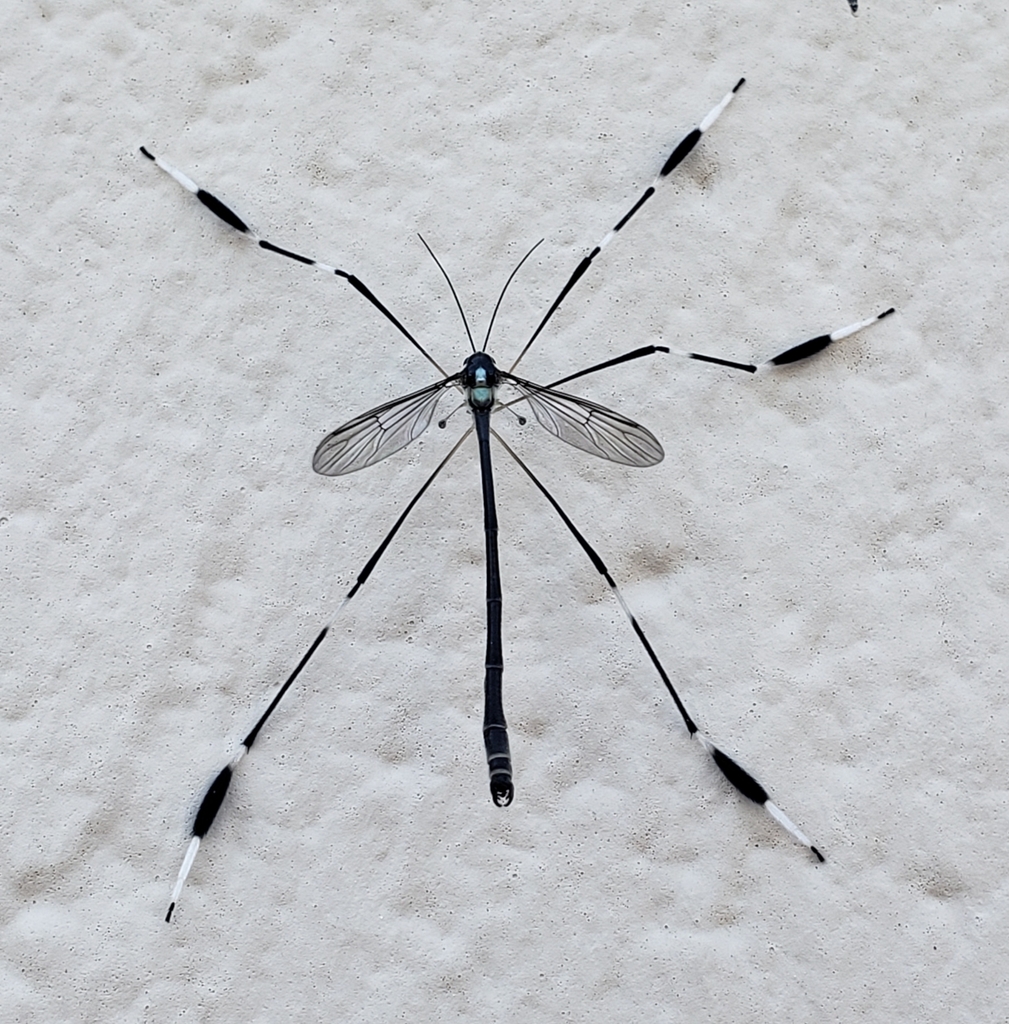 Western Phantom Crane Fly (Bittacomorpha occidentalis) · iNaturalist