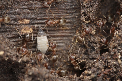 四川毛蚁Lasius sichuense