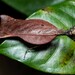 Metacanthops amazonica - Photo (c) Projeto Mantis, todos los derechos reservados, subido por Projeto Mantis