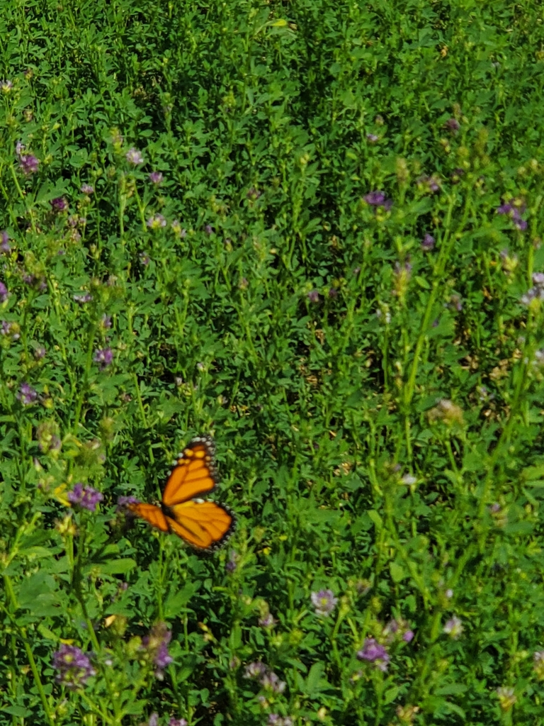 Monarch From Sun Oka Beach Provincial Park On July 27 2023 At 10 44 AM monarch-from-sun-oka-beach-provincial-park-on-july-27-2023-at-10-44-am