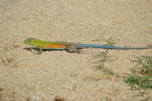 Blackbelly Racerunner