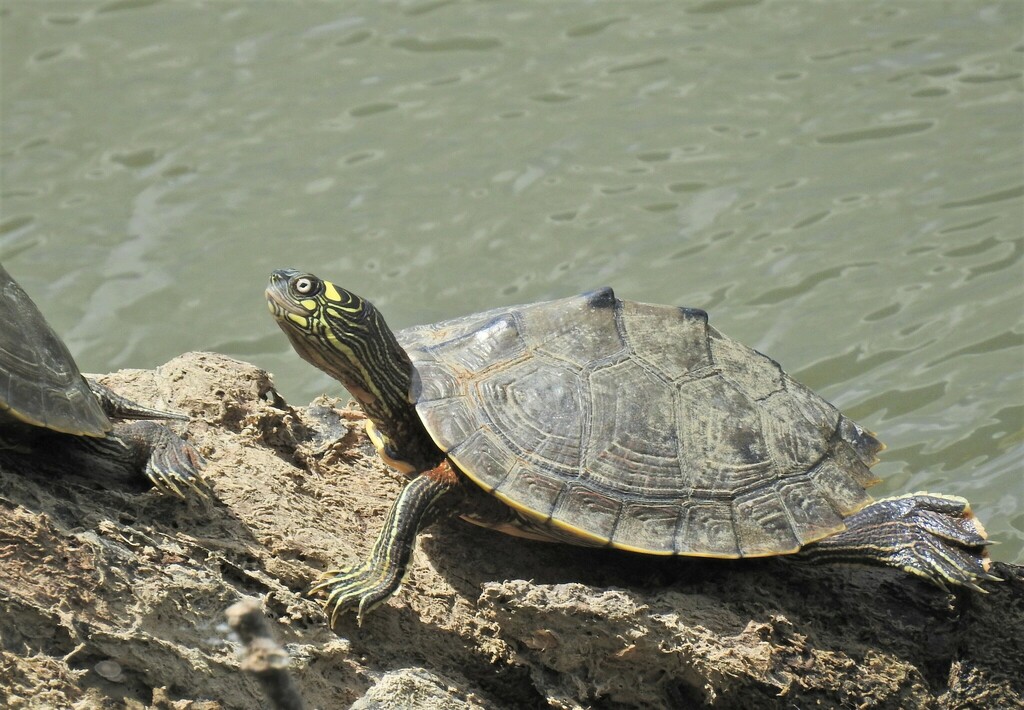 Ouachita Map Turtle in July 2023 by Nick Kiehl · iNaturalist