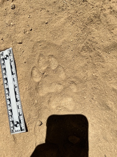 Mountain Lion Tracks – NatureTracking