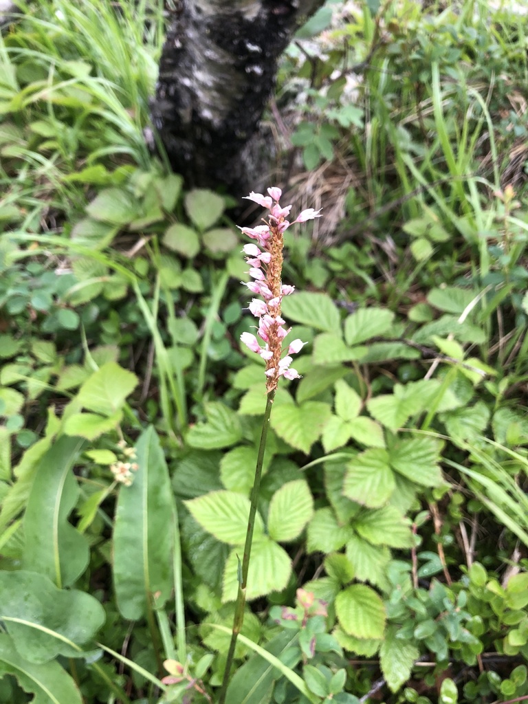 common bistort from Городской округ Карпинск, Свердловская область, RU ...