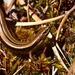 Small-eared Skink - Photo (c) Craig Stonyer, all rights reserved, uploaded by Craig Stonyer