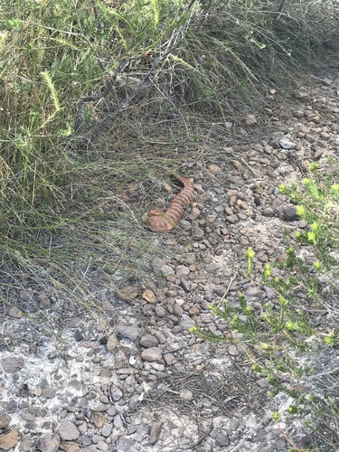 Southern Death Adder sighting