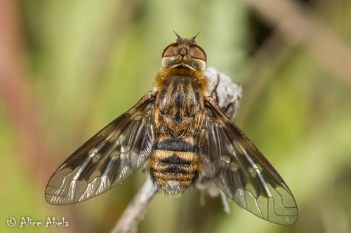 Thyridanthrax nugator (Coquillett, 1887)