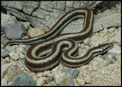 Coastal Rosy Boa