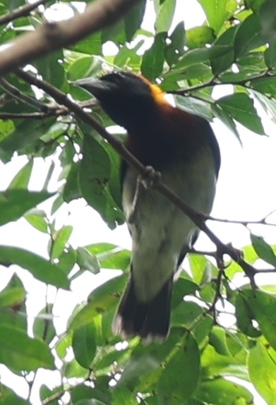 Golden-naped Weaver photo