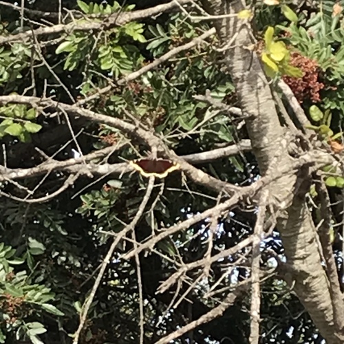 iNaturalist observation photo of Mourning Cloak