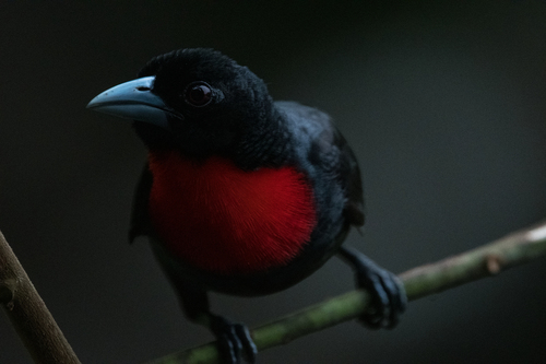 Blue-billed Malimbe
