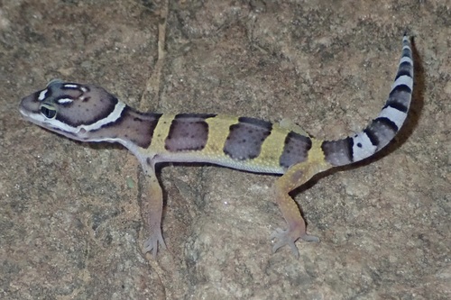 Common Leopard Gecko