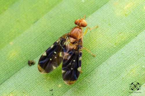 Acanthonevra fuscipennis