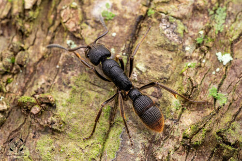 三齿修猛蚁Pseudoneoponera tridentata