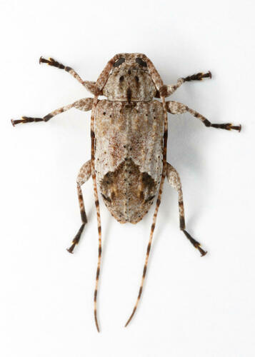 Styloleptus biustus (LeConte, 1852)