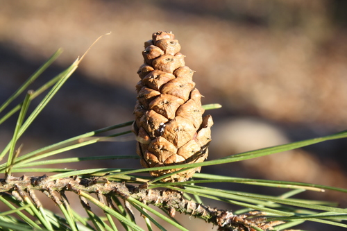shortleaf pine