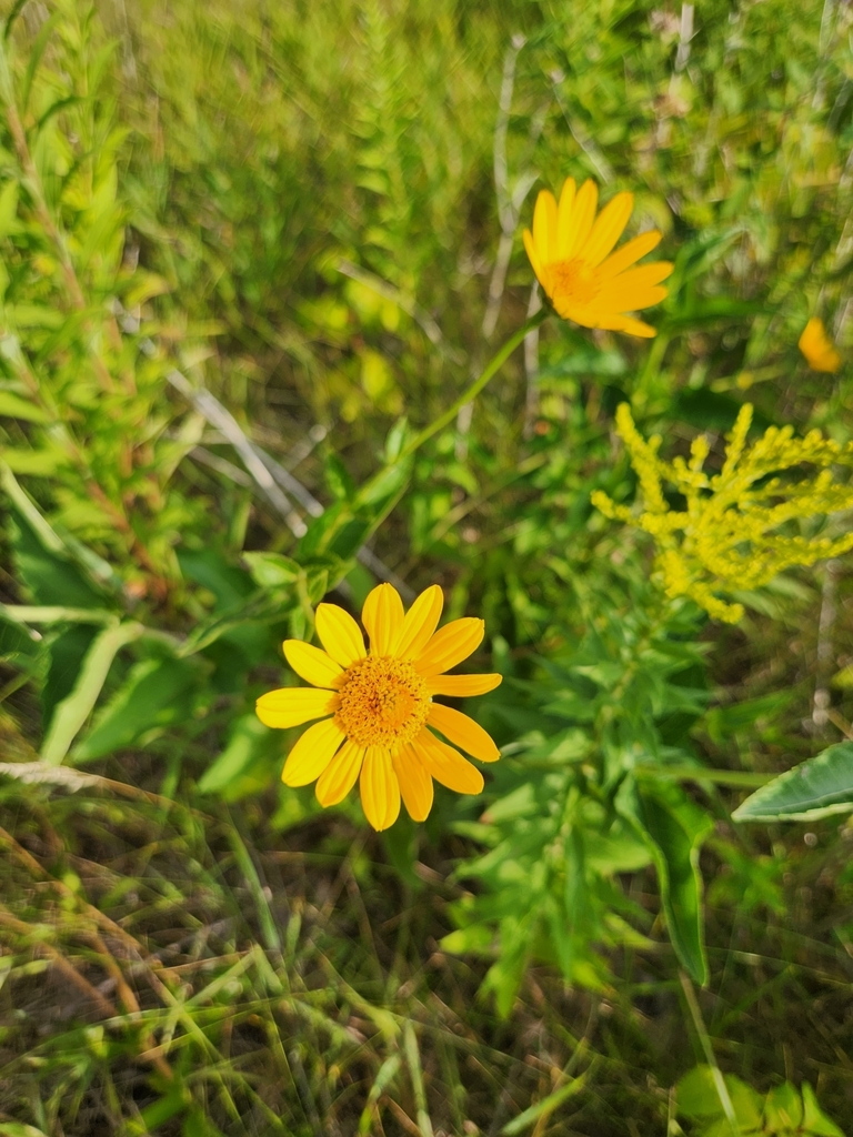 false sunflower from Rich Valley Township, MN, USA on July 28, 2023 at